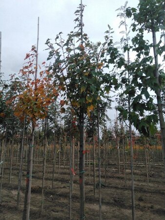 Acer rubrum 10-12 Hoogstam wortelgoed - afbeelding 4