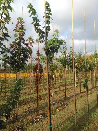 Acer rubrum 6-8 Hoogstam wortelgoed - afbeelding 4