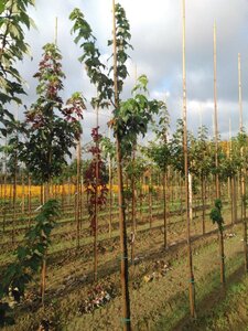 Acer rubrum 6-8 Hoogstam wortelgoed - afbeelding 4