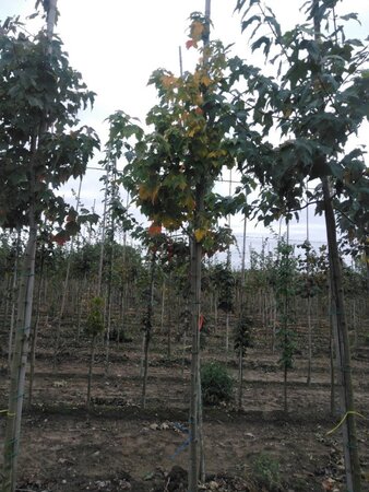 Acer rubrum 6-8 Hoogstam wortelgoed - afbeelding 6