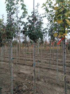 Acer rubrum 6-8 Hoogstam wortelgoed - afbeelding 5