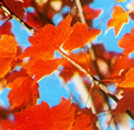 Acer rubrum 8-10 Hoogstam wortelgoed - afbeelding 6