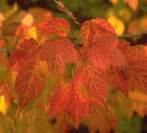 Acer rubrum 8-10 Hoogstam wortelgoed - afbeelding 7