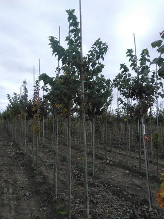 Acer rubrum 8-10 Hoogstam wortelgoed - afbeelding 5