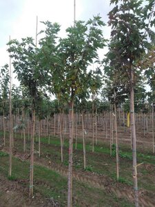 Acer saccharinum 10-12 Hoogstam wortelgoed - afbeelding 7