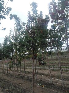 Acer saccharinum 10-12 Hoogstam wortelgoed - afbeelding 9