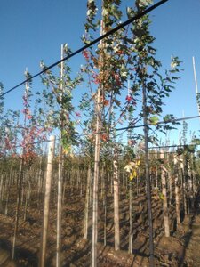 Acer saccharinum 10-12 Hoogstam wortelgoed - afbeelding 8