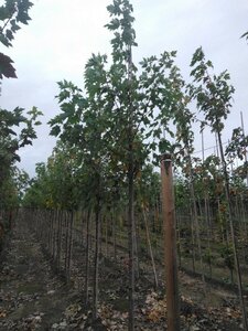 Acer saccharinum 10-12 Hoogstam wortelgoed - afbeelding 6