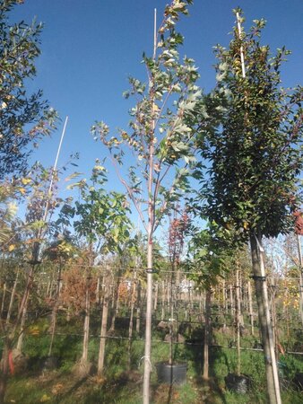 Acer saccharinum 12-14 Hoogstam draadkluit 2 X verplant - afbeelding 6