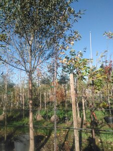 Acer saccharinum 14-16 Hoogstam draadkluit 3 X verplant - afbeelding 6