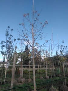 Acer saccharinum 25-30 Hoogstam draadkluit 3 X verplant - afbeelding 6