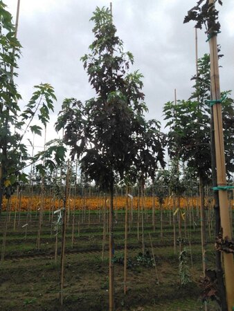 Acer saccharinum 6-8 Hoogstam wortelgoed - afbeelding 6