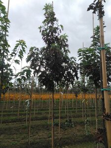 Acer saccharinum 6-8 Hoogstam wortelgoed - afbeelding 6