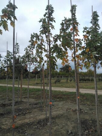 Acer saccharinum 6-8 Hoogstam wortelgoed - afbeelding 7