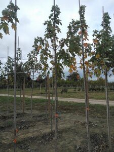 Acer saccharinum 6-8 Hoogstam wortelgoed - afbeelding 7