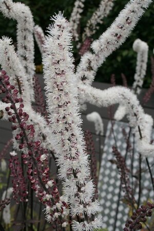 Actaea simp. 'Atropurpurea' geen maat specificatie 0,55L/P9cm - afbeelding 4