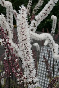 Actaea simp. 'Atropurpurea' geen maat specificatie 0,55L/P9cm - afbeelding 4
