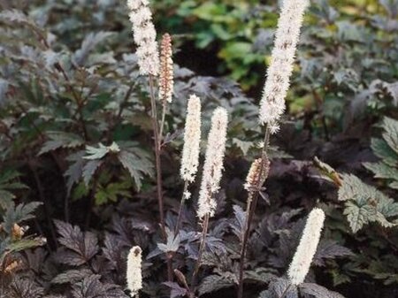Actaea simp. 'Atropurpurea' geen maat specificatie 0,55L/P9cm - afbeelding 3