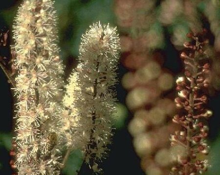 Actaea simp. 'Atropurpurea' geen maat specificatie 0,55L/P9cm - afbeelding 1