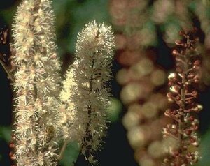 Actaea simp. 'Atropurpurea' geen maat specificatie 0,55L/P9cm