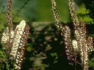 Actaea simp. 'Atropurpurea' geen maat specificatie 0,55L/P9cm - afbeelding 2