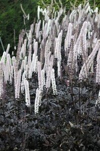 Actaea simp. 'Atropurpurea' geen maat specificatie 0,55L/P9cm - afbeelding 8