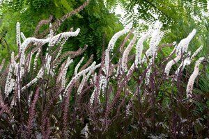 Actaea simp. 'Black Negligee' geen maat specificatie 0,55L/P9cm - afbeelding 2