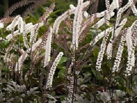 Actaea simp. 'Brunette' geen maat specificatie 0,55L/P9cm