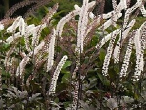 Actaea simp. 'Brunette' geen maat specificatie 0,55L/P9cm