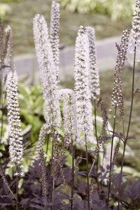 Actaea simp. 'Hillside BlackBeauty' geen maat specificatie 0,55L/P9cm