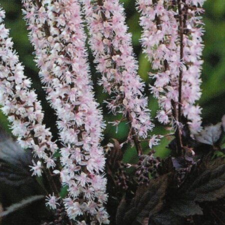 Actaea simp. 'Pink Spike' geen maat specificatie 0,55L/P9cm - afbeelding 3