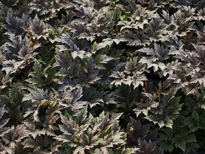 Actaea simp. 'Pink Spike' geen maat specificatie 0,55L/P9cm - afbeelding 4