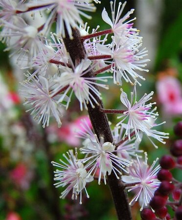 Actaea simp. 'Pink Spike' geen maat specificatie 0,55L/P9cm - afbeelding 5