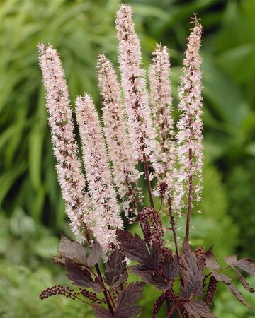 Actaea simp. 'Pink Spike' geen maat specificatie 0,55L/P9cm - afbeelding 6