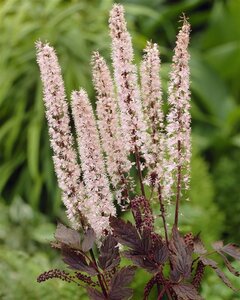 Actaea simp. 'Pink Spike' geen maat specificatie 0,55L/P9cm - afbeelding 6