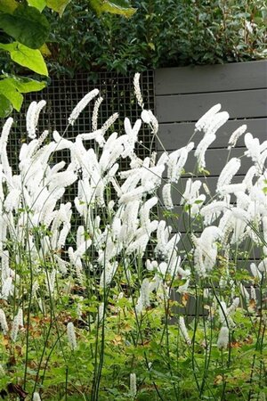 Actaea simp. 'White Pearl' geen maat specificatie 0,55L/P9cm - afbeelding 3