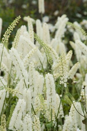Actaea simp. 'White Pearl' geen maat specificatie 0,55L/P9cm - afbeelding 6