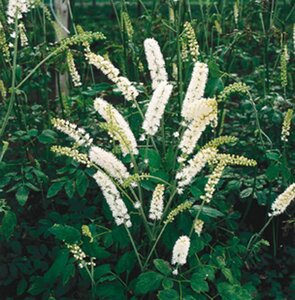 Actaea simp. 'White Pearl' geen maat specificatie 0,55L/P9cm - afbeelding 7