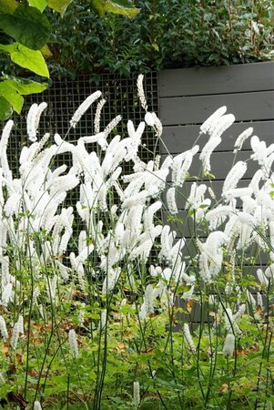 Actaea simp. 'White Pearl' geen maat specificatie 0,55L/P9cm - afbeelding 7