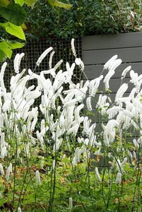 Actaea simp. 'White Pearl' geen maat specificatie 0,55L/P9cm - afbeelding 7