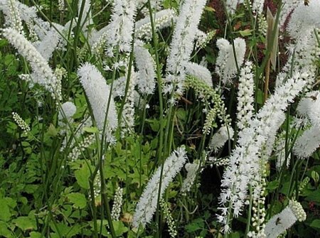 Actaea simp. 'White Pearl' geen maat specificatie 0,55L/P9cm - afbeelding 5