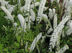 Actaea simp. 'White Pearl' geen maat specificatie 0,55L/P9cm - afbeelding 5