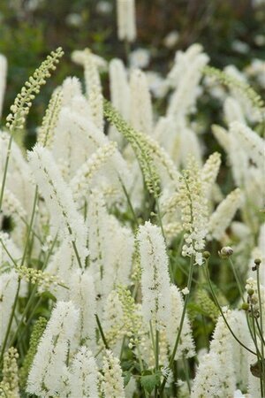 Actaea simp. 'White Pearl' geen maat specificatie 0,55L/P9cm - afbeelding 4