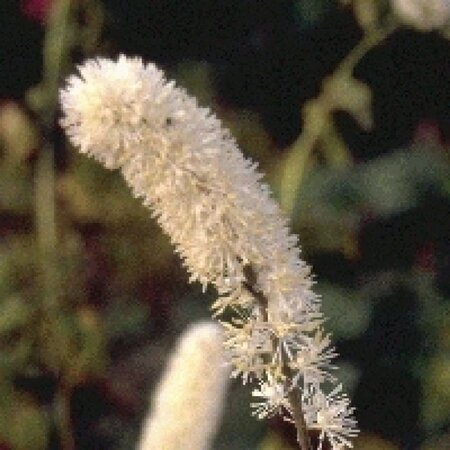 Actaea simp. 'White Pearl' geen maat specificatie 0,55L/P9cm - afbeelding 6