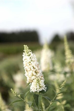 Actaea simp. 'White Pearl' geen maat specificatie 0,55L/P9cm - image 1