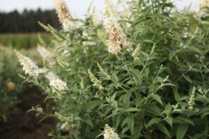 Actaea simp. 'White Pearl' geen maat specificatie 0,55L/P9cm - image 2