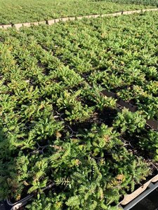 Achillea tomentosa 'Aurea' geen maat specificatie 0,55L/P9cm - afbeelding 3