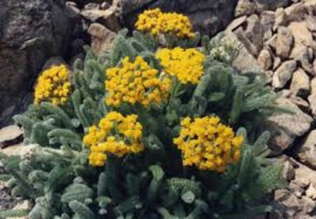 Achillea tomentosa 'Aurea' geen maat specificatie 0,55L/P9cm - afbeelding 2