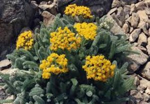 Achillea tomentosa 'Aurea' geen maat specificatie 0,55L/P9cm - image 2