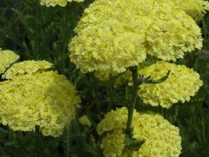 Achillea 'Taygetea' geen maat specificatie 0,55L/P9cm - afbeelding 1